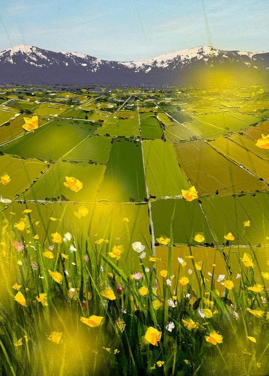 Fields of Sunshine