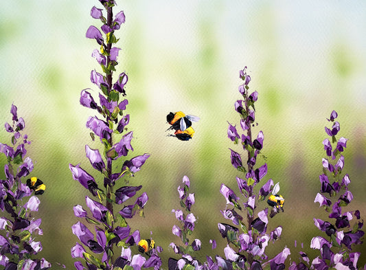 Bumble Bee Delight Print
