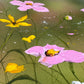 Playful Pollinators