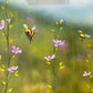 Delicate morning
