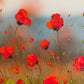 Peaceful Poppies