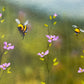 Delicate morning
