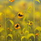 Sunflower Dreams