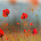 Peaceful Poppies