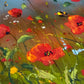 Poppies of Plenty