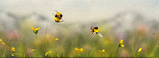 Field Notes