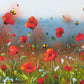 Poppies of Plenty