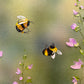 Playful Bees