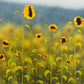 Sunflower Dreams