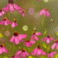 Bokeh Trio